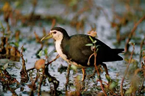 Phoenicurus: White-breasted Water Hen