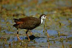 Amaurornis: White-breasted Waterhen