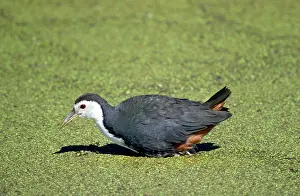 Maureen Brown: WHITE-BREASTED WATERHEN