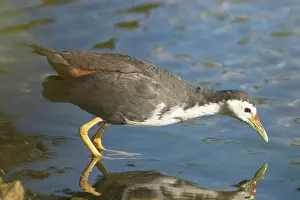Phoenicurus: White-breasted Waterhen
