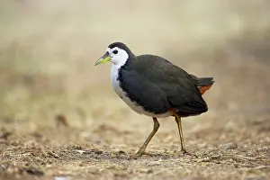 Phoenicurus: White-Breasted Waterhen