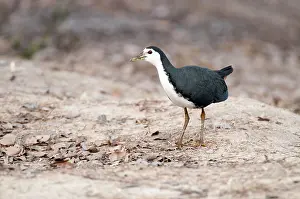 Waterhen: White-breasted waterhen - standing on bank