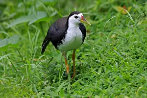Phoenicurus: White-breasted Waterhen White-breasted Waterhen