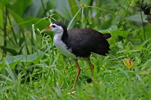 Phoenicurus: White-breasted Waterhen White-breasted Waterhen