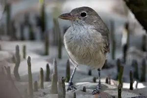Pachycephala: White-breasted Whistler - female among pneumatophores