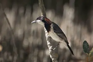 Pachycephala: White-breasted Whistler - Male searching for food