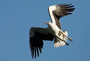 Leucogaster: White-breasted / White-bellied Sea-Eagle