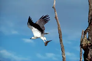 Leucogaster: White-breasted / White-bellied Sea-Eagle - adult
