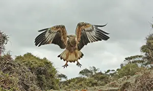Leucogaster: White-breasted / White-bellied Sea-Eagle - juvenile