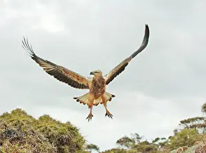 Leucogaster: White-breasted / White-bellied Sea-Eagle - juvenile