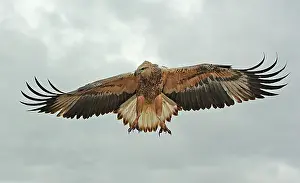 Leucogaster: White-breasted / White-bellied Sea-Eagle - juvenile
