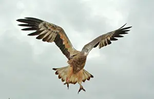 Leucogaster: White-breasted / White-bellied Sea-Eagle - juvenile