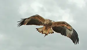 Leucogaster: White-breasted / White-bellied Sea-Eagle - juvenile