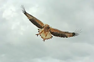 Leucogaster: White-breasted / White-bellied Sea-Eagle - juvenile