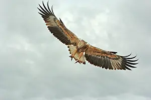 Leucogaster: White-breasted / White-bellied Sea-Eagle - juvenile