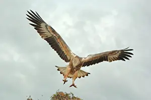 Leucogaster: White-breasted / White-bellied Sea-Eagle - juvenile