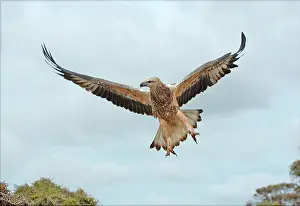 Leucogaster: White-breasted / White-bellied Sea-Eagle - juvenile