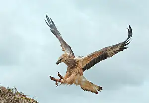 Leucogaster: White-breasted / White-bellied Sea-Eagle - juvenile