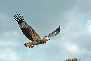 Leucogaster: White-breasted / White-bellied Sea-Eagle - juvenile