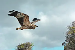 Leucogaster: White-breasted / White-bellied Sea-Eagle - juvenile