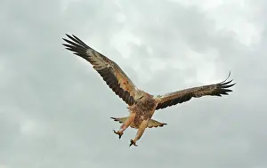Leucogaster: White-breasted / White-bellied Sea-Eagle - juvenile