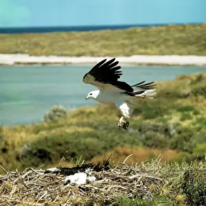 Leucogaster: White-breasted / White-bellied Sea Eagle - landing at eyrie