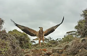 Leucogaster: White-breasted / White-bellied Sea-Eagle - young