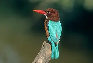 Halcyon: White breasted / White throated Kingfisher - perched