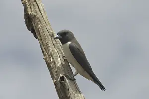 Woodswallow: White-breasted Woodswallow