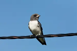 Woodswallow: White-breasted Woodswallow