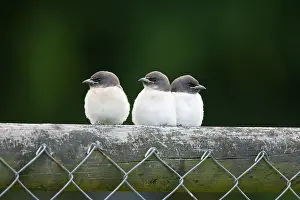 Woodswallow: White-breasted Woodswallow Chicks - Three fledgling