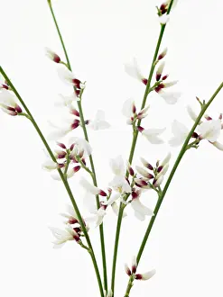 Broom: White broom