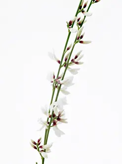 Broom: White broom