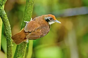 Milpe: White-browed Antbird