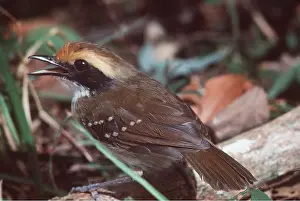 Browed: WHITE BROWED ANTBIRD - female