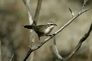 Super: White-browed Babbler