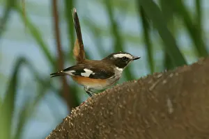 Cervin: White-browed / Buff-sided Robin