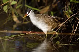 Crake: White-browed Crake