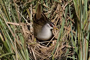 Crake: White-browed Crake coming onto nest