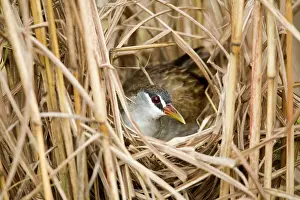 Crake: White-browed Crake - incubating 5 eggs