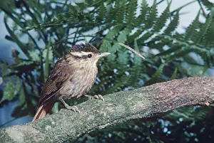 John Dunning: White-browed Foliage-Gleaner