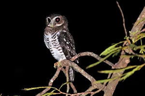 Superciliaris: White-browed Hawk-Owl