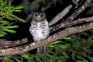 Superciliaris: White-browed Hawk-Owl