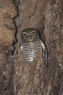 Browed: White-browed owl