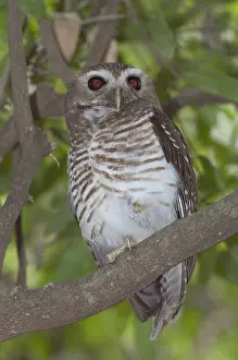 Browed: White-browed owl