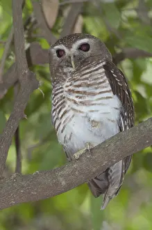 Browed: White-browed owl