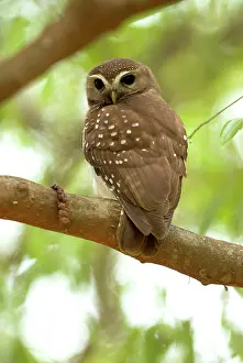 Superciliaris: White-browed Owl - endemic. On branch, backview