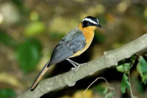 Browed: White-browed Robin-chat