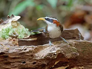 Browed: White Browed Scimitar Babbler Pomatorhinus schisticeps