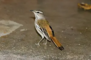Browed: White-browed Scrub Robin